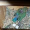 PetNest Standard Budgie Bird and Love Bird breeding nest Box