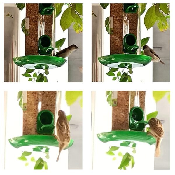 PetNest Hexa Bird Feeder