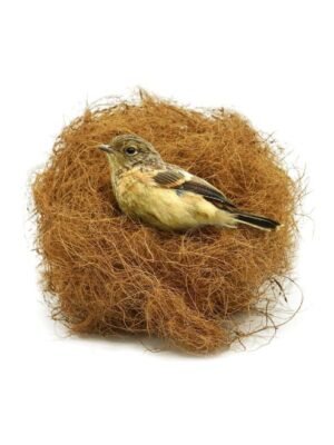 petnest Manually Extracted Natural Coir Fiber Nesting Material for Birds for Making Nest, Laying Eggs Breeding as Natural Bed, Playing Toy and Many More 250 Grams